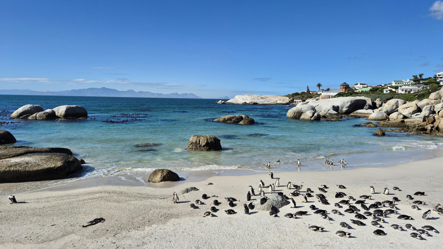 African Penguins at Boulders Beach