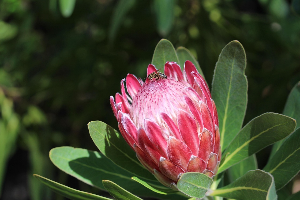 Queen Protea with a bee resting on it
