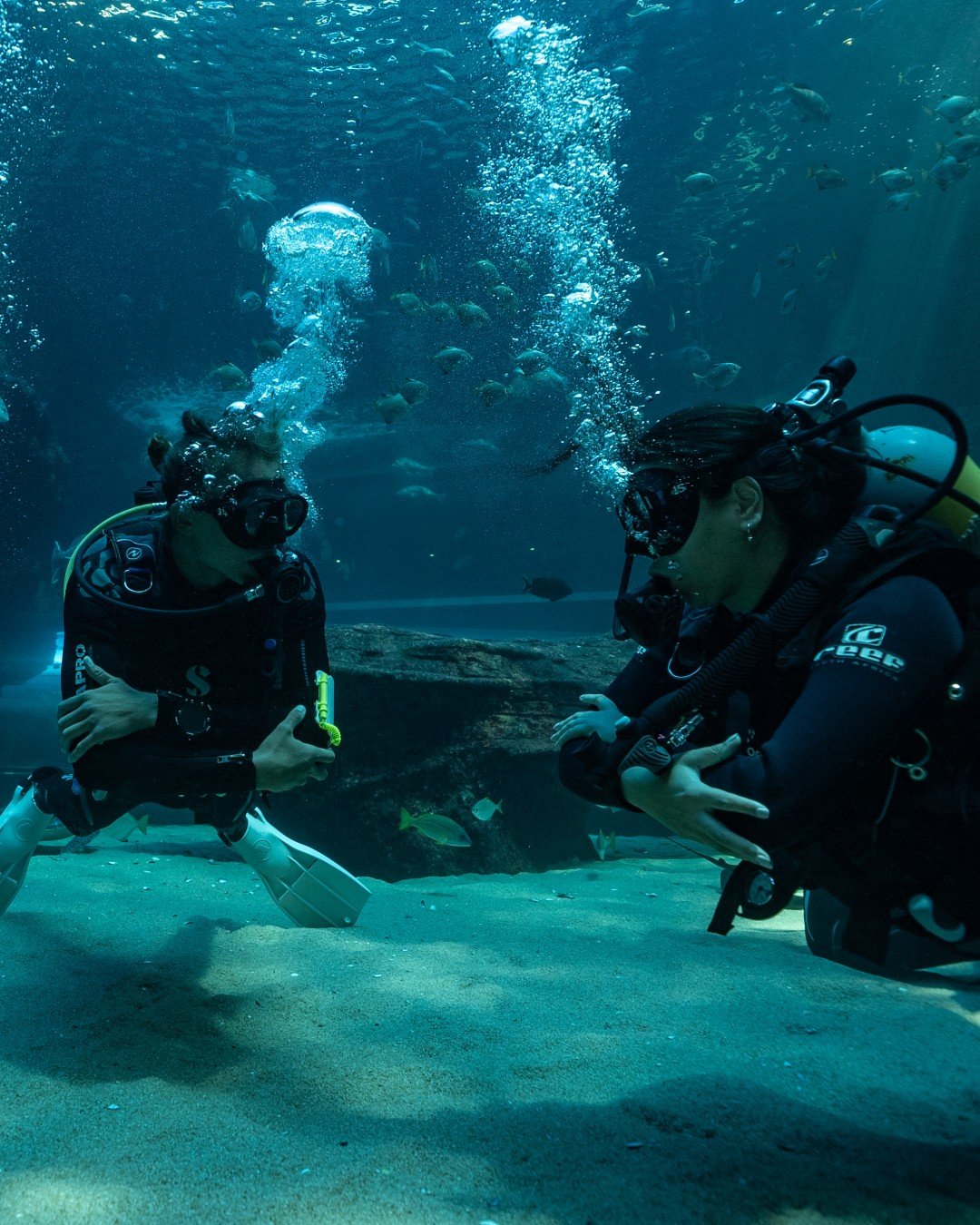 Diving at the Two Oceans Aquarium