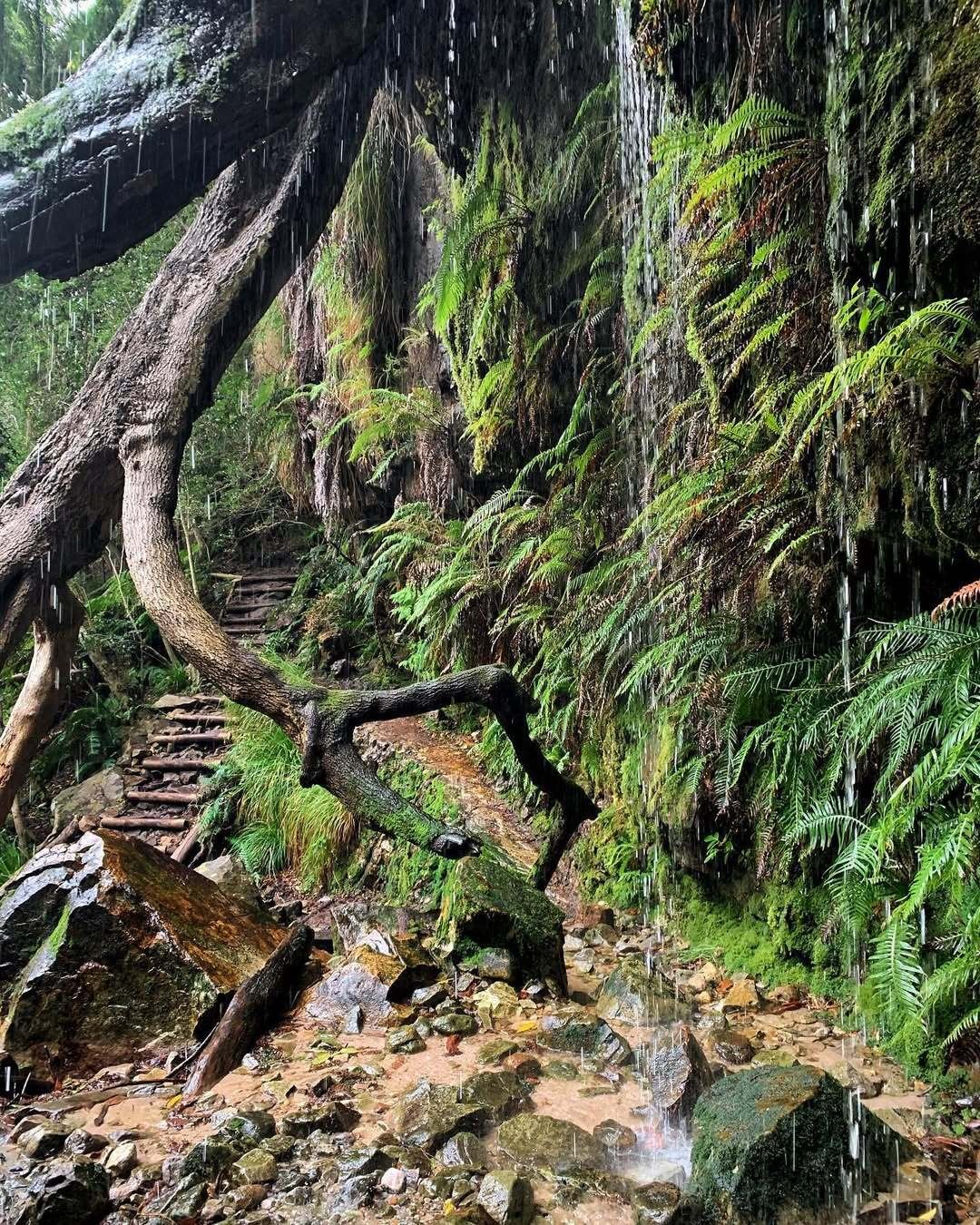 Cecilia Forest