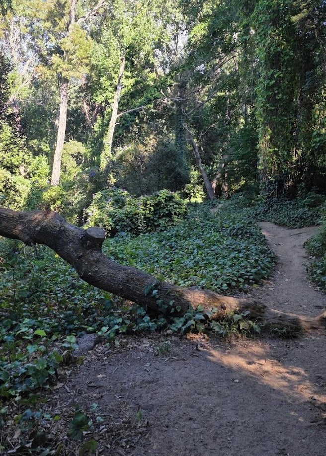 Secret Forest