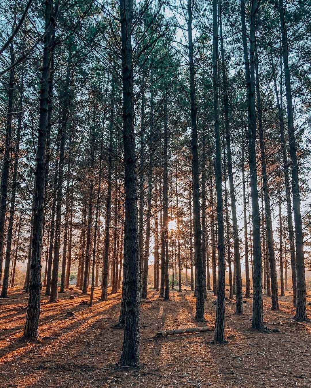 Tokai Forest