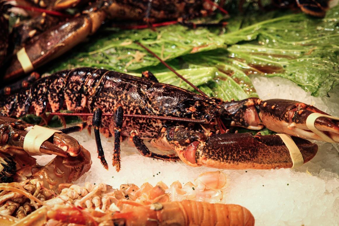 jarmoluk-lobster-428059 (1)