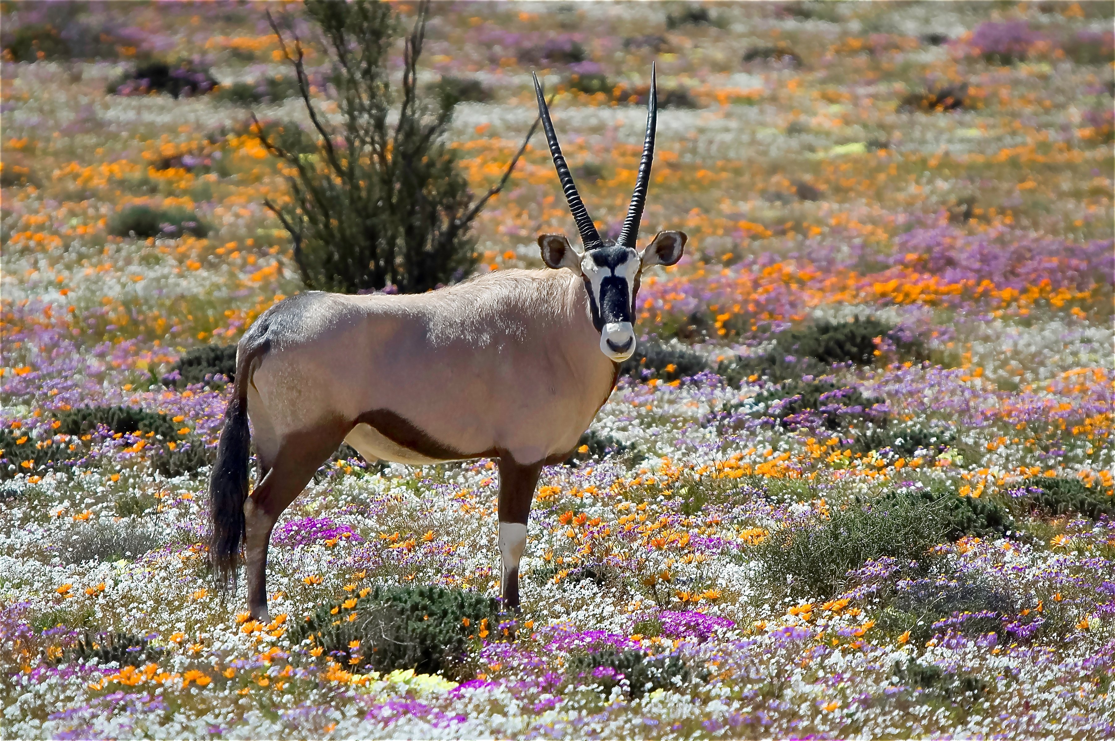Namaqualand