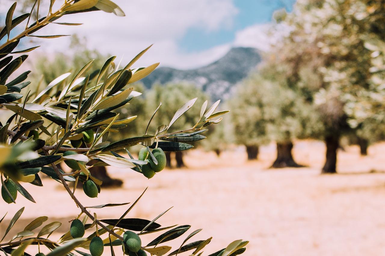 Olives growing on an olive tree