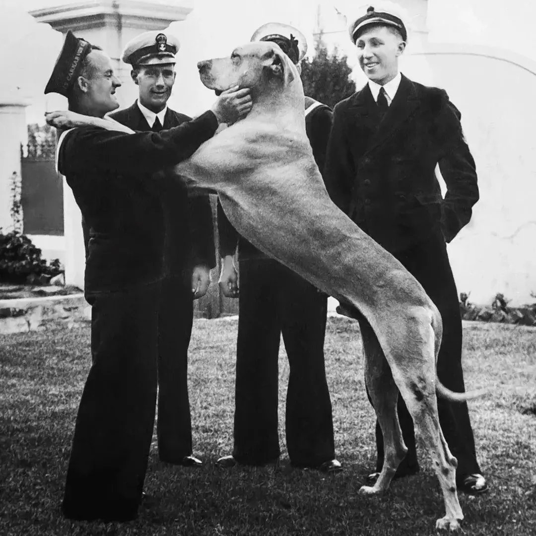 World-famous Great Dane Just Nuisance 