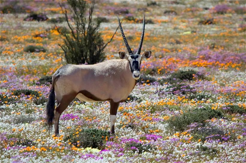 Namaqualand (1)