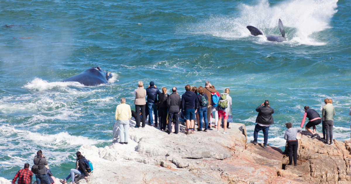 Hermanus Whale Season