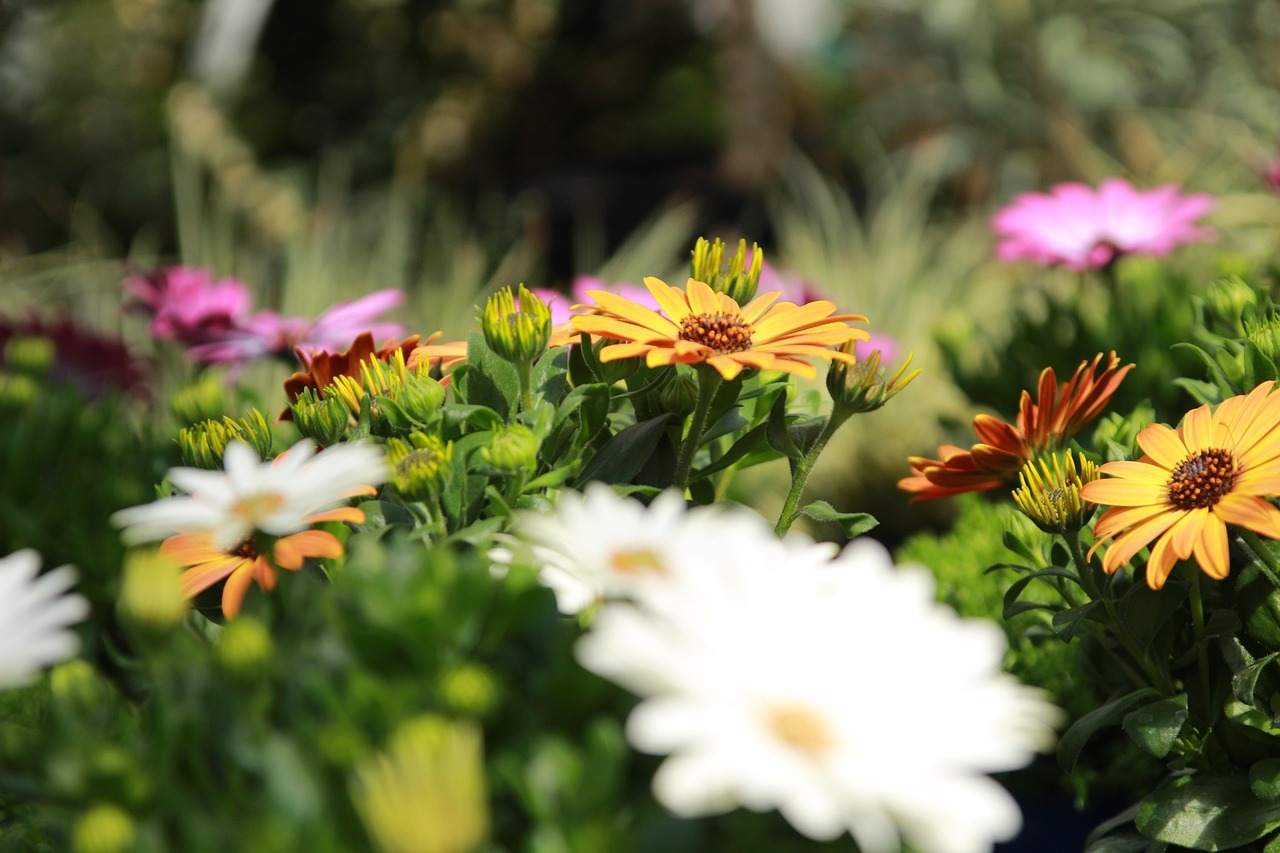 cape-marguerite-4152034_1280
