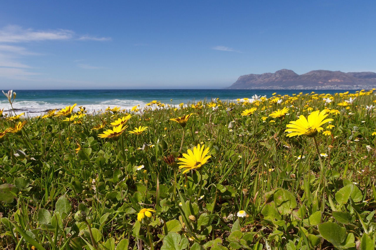 flowers-5101095_1280