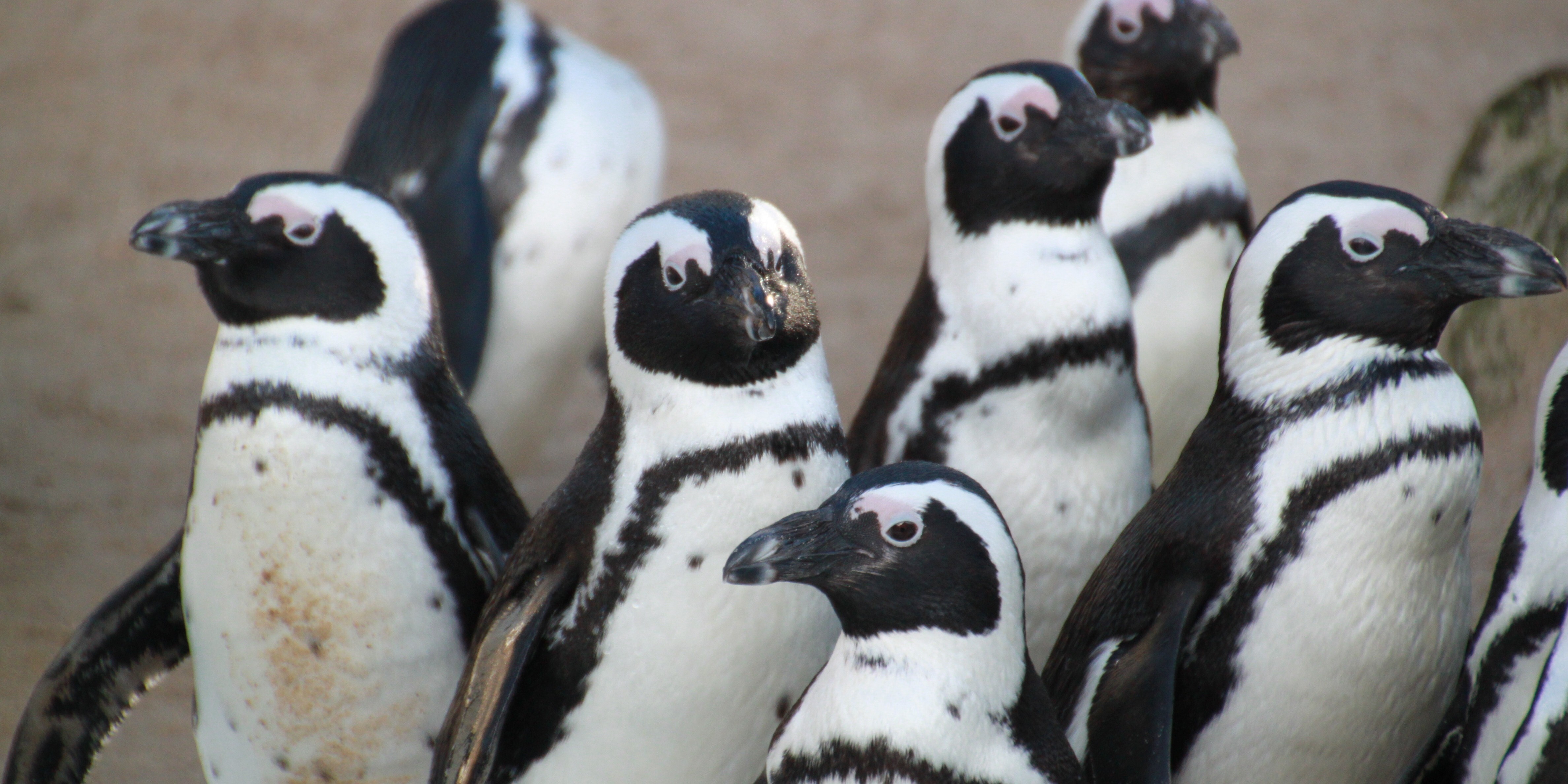 A waddle of African Penguins at Boulders Beach in Simons Town, South Africa